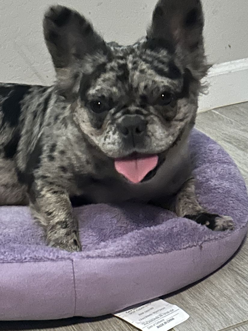 Armani on her bed