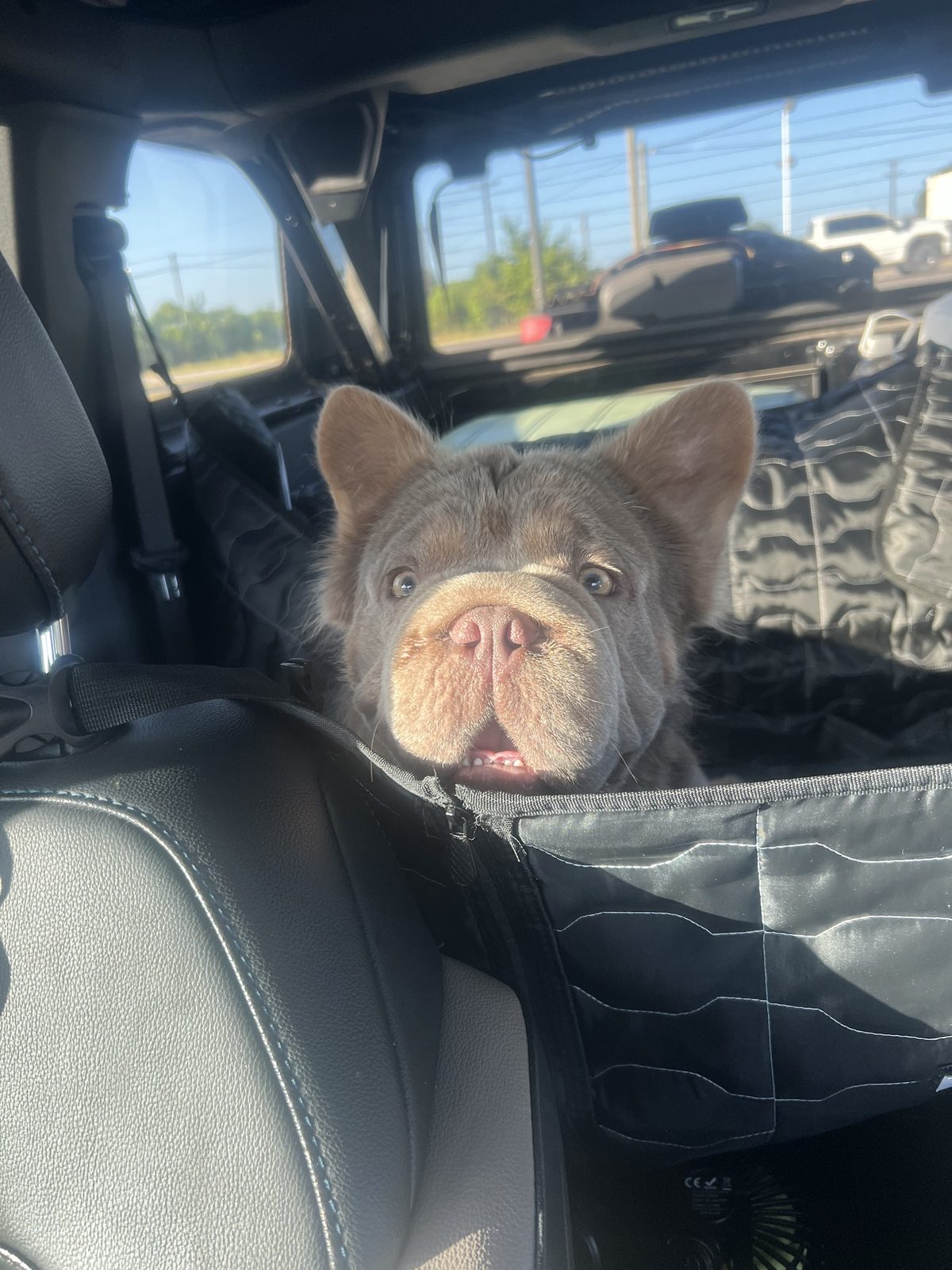 Blaze in the car