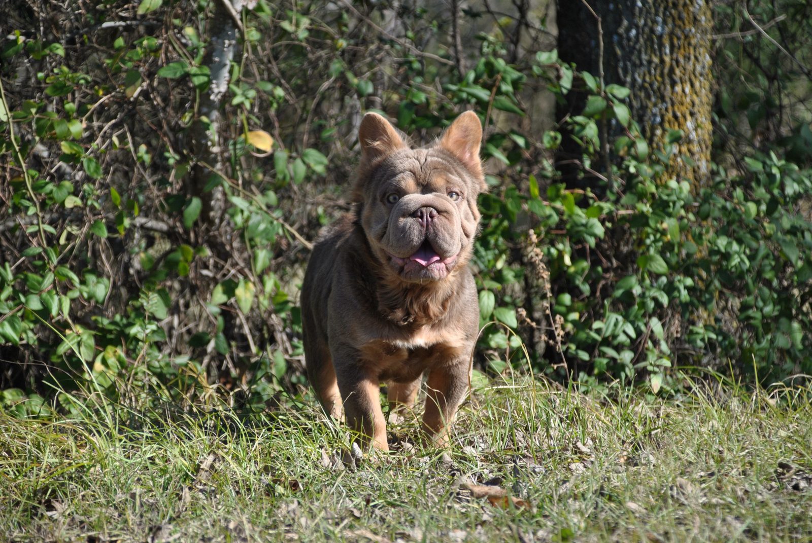 Blaze, fluffy Isabella tri French Bulldog, standing outdoors