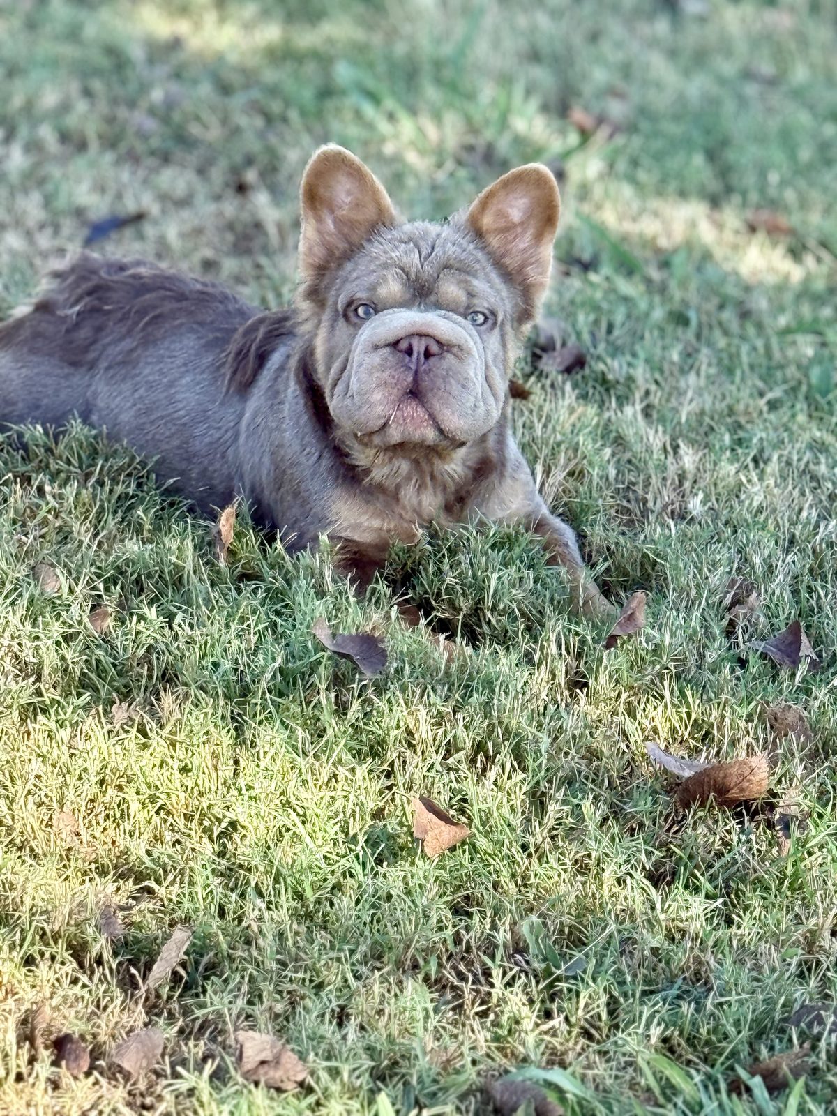 Blaze lying in the grass