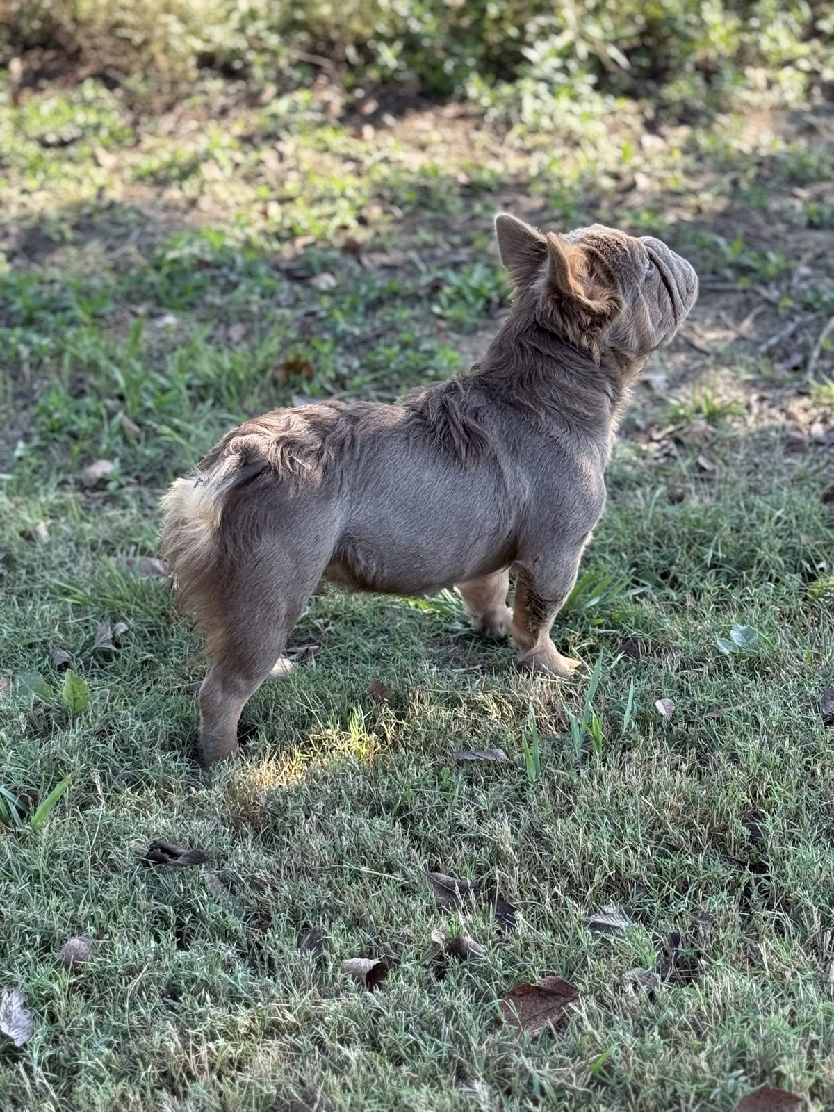Blaze side profile
