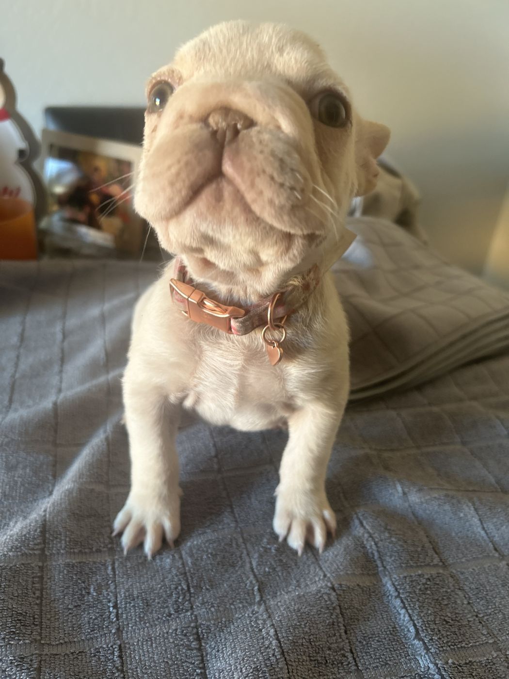 Cream puppy