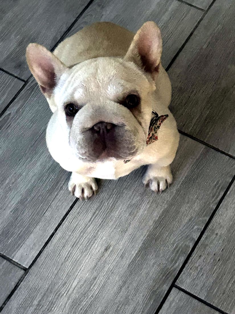 Lola looking up