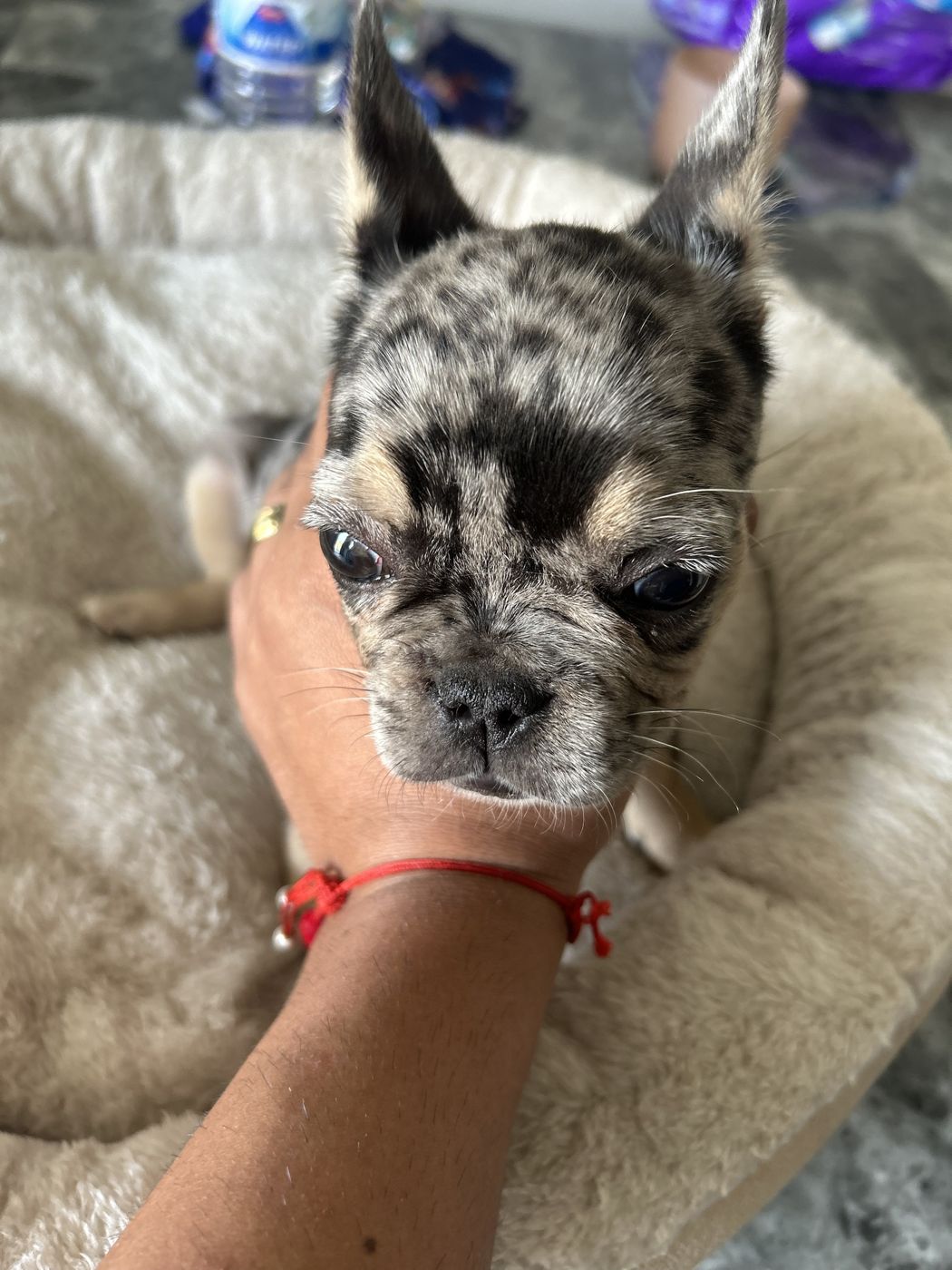 Tri merle girl close up