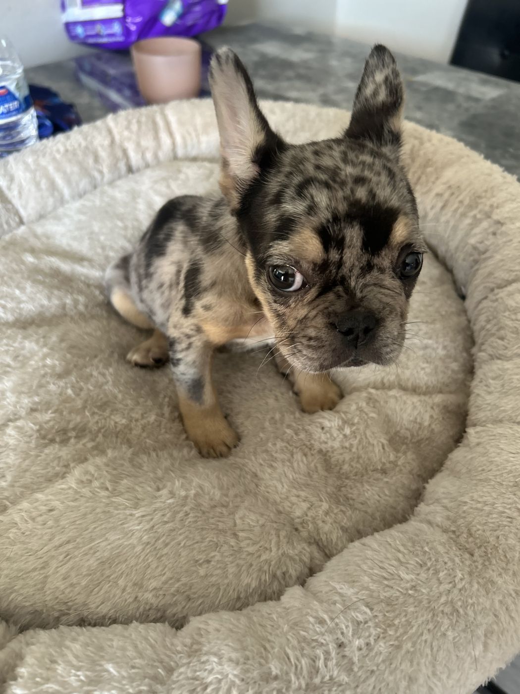 Tri merle puppy