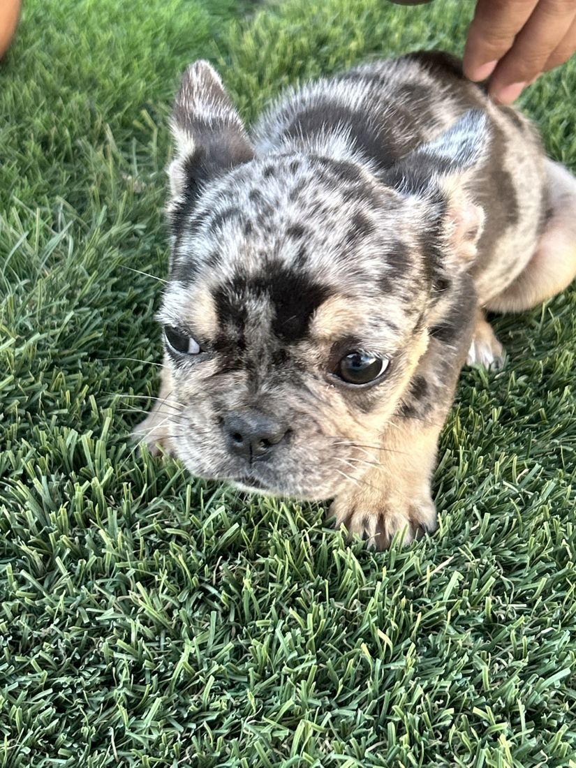 Tri merle girl on the grass