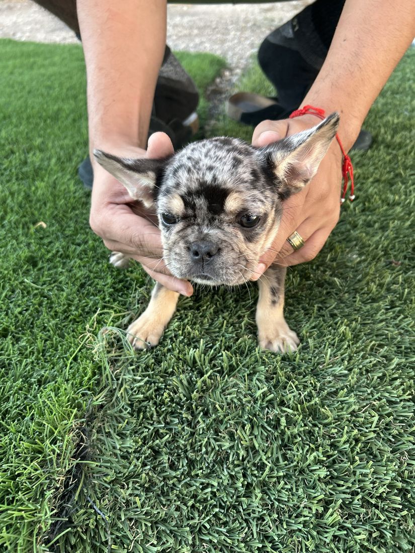 Tri merle girl being held