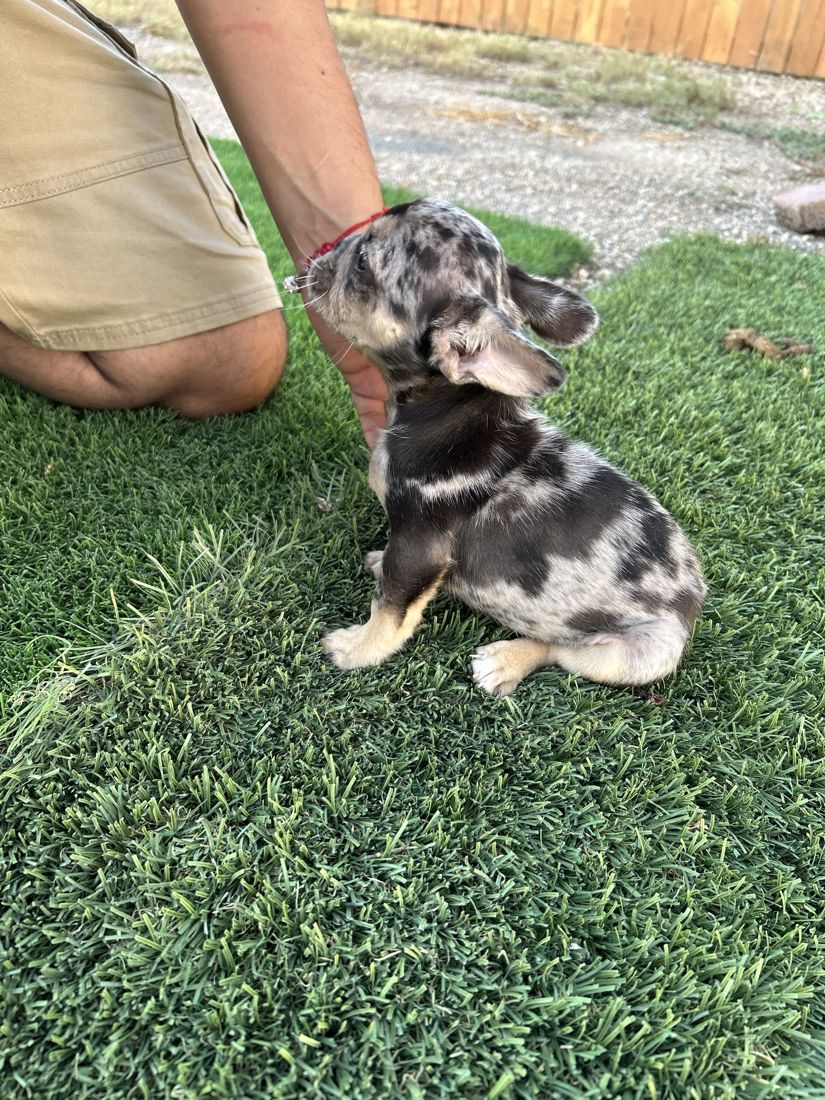 Tri merle girl exploring